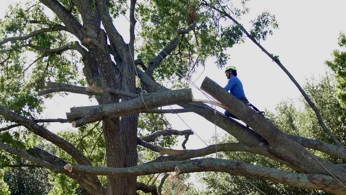 Professional Crown Thinning performed by certified arborists in Mc Caysville