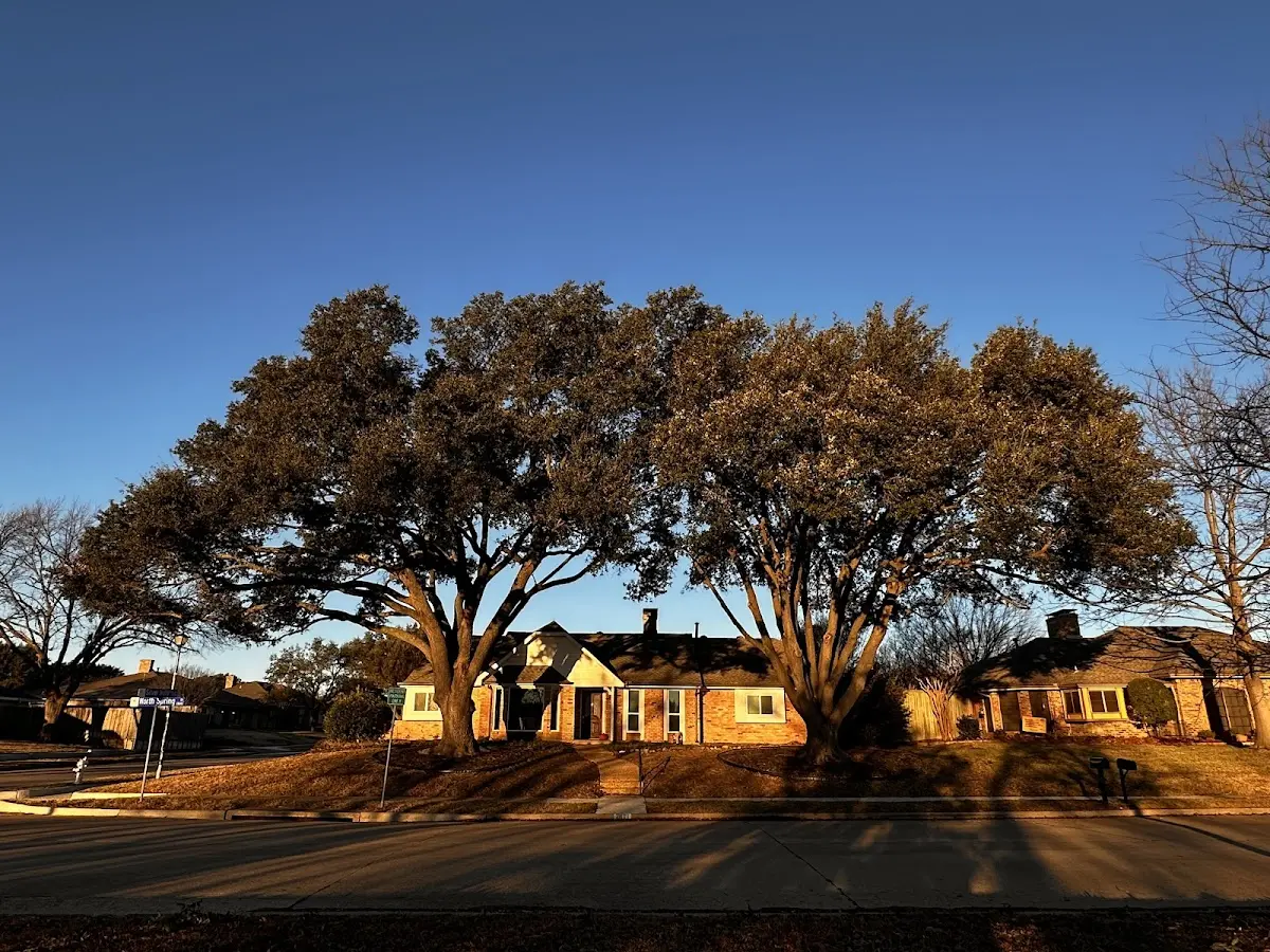 Established residential canopy tree shading a home in Mc Caysville